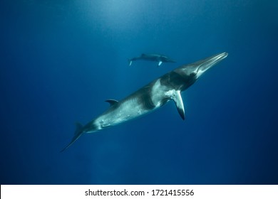 Two Dwarf Minke Whales On The Reef