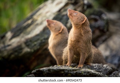 Two Dwarf Mongoose