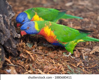 Two Dynamic Bouncy Animated Rainbow Lorikeets Enthusiastically Searching For A Nesting Site.         