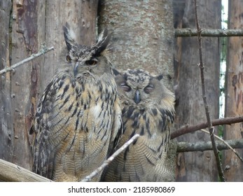 Two eagle owls sitting och a branch camouflage in Sweden, brown and gray background