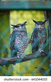 two eagle-owl sitting on the branch look in camera in Trivandrum, Thiruvananthapuram Zoo Kerala India