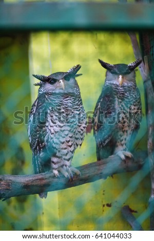 two eagle-owl sitting on the branch look in camera in Trivandrum, Thiruvananthapuram Zoo Kerala India