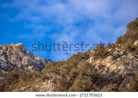 Two eagles fly over the mountain peaks in the blue sky