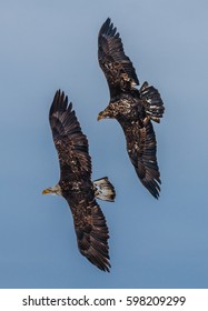 Two Eagles flying 