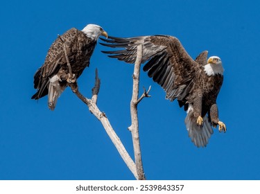 Two Eagles Looking at Each Other