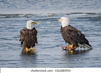 Two Eagles on ice/water one holding half eaten duck