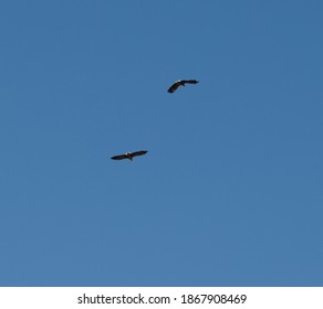 two eagles soaring in the sky copispace