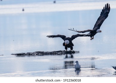 Two Eagles taking off to their next location