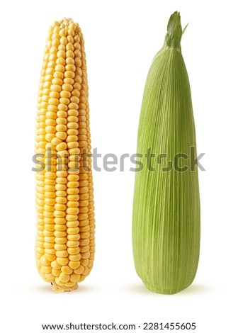 Two ear of corn isolated on a white background. Fresh corncob. Clipping Path.