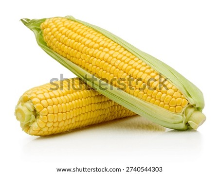 Two ear of corn isolated on a white background