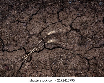 Two ears of wheat lying in the ground, surface of agricultiral field from above. Draught, food crisis concept