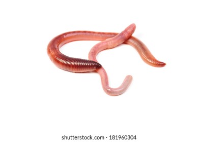 Two Earthworms Isolated On White Background Stock Photo 181960304 ...