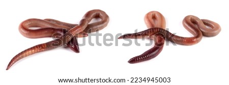 Two earthworms isolated on white background. Set or collection