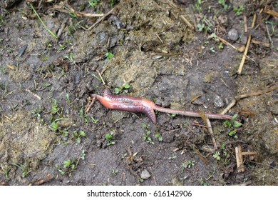 Two Earthworms At Mating