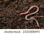 Two earthworms on wet soil. Space for text