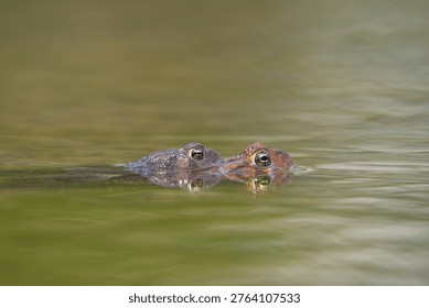 Two Eastern American Toad (Anaxyrus americanus) in pond mating.