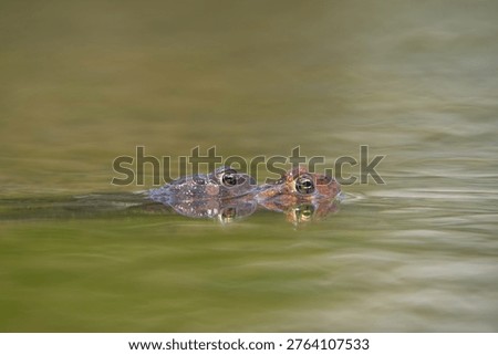Two Eastern American Toad (Anaxyrus americanus) in pond mating.