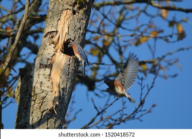 Two Eastern Bluebird checking out hole in a tree