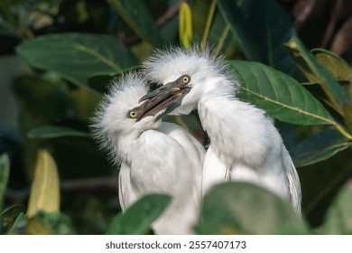 Two eastern cattle egret chicks (Ardea coromanda) play with each other in a nest
