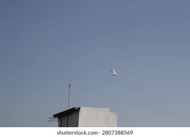 Two Eastern cattle egrets (Bubulcus coromandus) flying together in a clear blue sky past a white building. Flight of wild white herons over urban architecture in Yogyakarta, Indonesia.