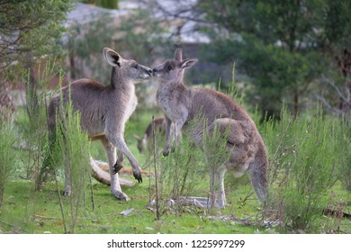 Two eastern grey kangaroos kissing - Shutterstock ID 1225997299