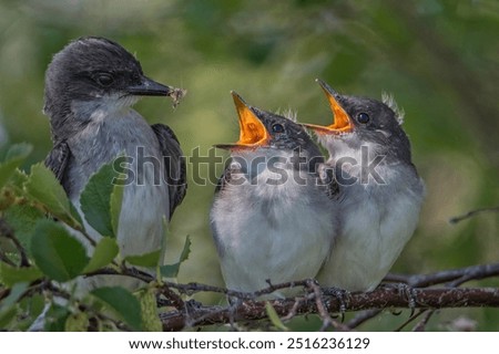Two eastern kingbirds getting fed by parent 