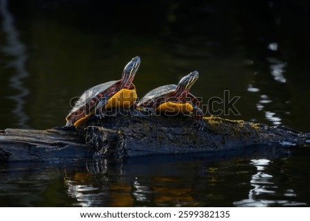Two Eastern Painted Turtles basking in the morning sun on semi-submerged log