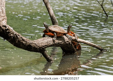 Two eastern painted turtles sunbathing on a tree branch over the water
