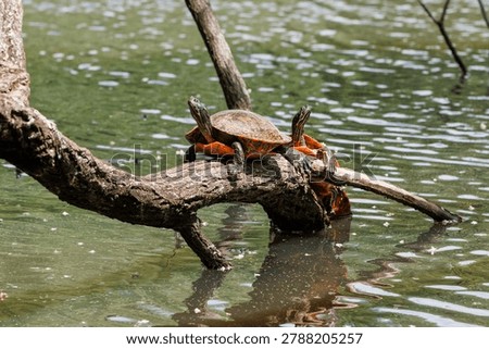 Two eastern painted turtles sunbathing on a tree branch over the water