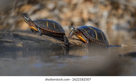 Two Eastern Painted Turtles sunning on a fallen tree in a pond