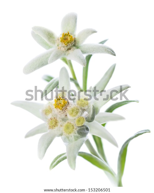 Two Edelweiss Flowers Leontopodium Alpinum Isolated Stock Photo Edit Now 153206501