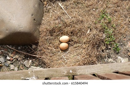 Two Eggs