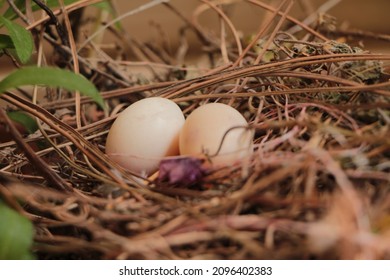 Two Eggs In The Bushes. Cuckoo Egg. Two Eggs In The Bird Nest.