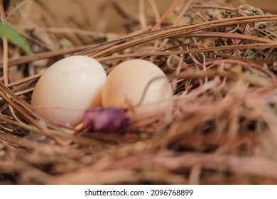 Two Eggs In The Bushes. Cuckoo Egg. Two Eggs In The Bird Nest.