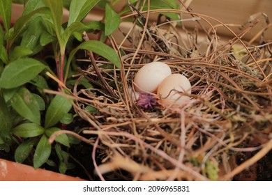 Two Eggs In The Bushes. Cuckoo Egg. Two Eggs In The Bird Nest.