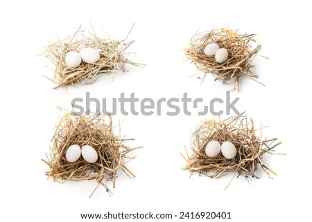 Two eggs of zebra dove birds in brown dry grass nest isolated on white background