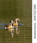 Two Egyptian Goose, lopochen aegyptiaca, swimming in a small calm lake, with their reflections, in the Witwatersrand Botanical Gardens of South Africa