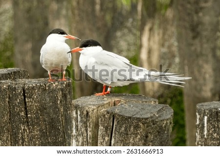 Two elegant common terns with striking black caps and vibrant orange beaks perched on wooden poles, showcasing their beauty in a natural environment