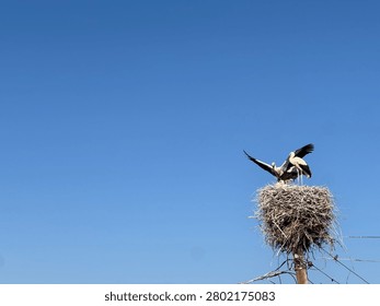 Two elegant white storks are seen in a large, intricate nest built atop a wooden utility pole. One stork spreads its impressive wings against the backdrop of a vibrant, cloudless blue sky, showcasing the beauty of avian life.