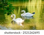 Two elegant white swans gracefully swimming on a serene lake, surrounded by green reflections from nature