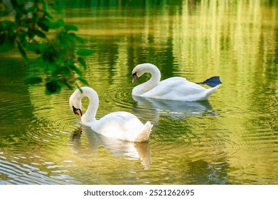 Two elegant white swans gracefully swimming on a serene lake, surrounded by green reflections from nature - Powered by Shutterstock