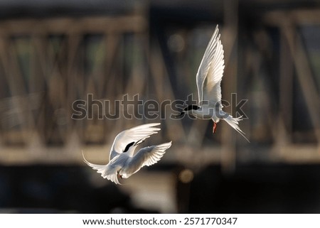 The two elegant white-fronted terns are in mid-flight with a blurred bridge background.