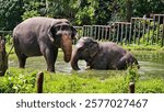 two elephant bathing together in Zoo Negara pool