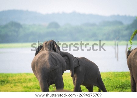 Two elephant fighting each othee