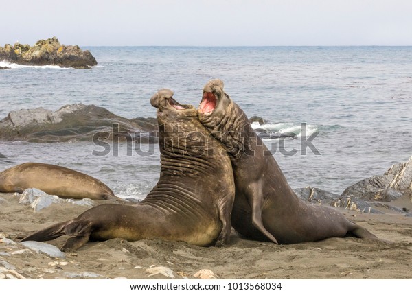 Two elephant seals battle\
for control of harem at beach at Gold Harbour, South Georgia\
Island