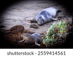 Two elephant seals on a beach