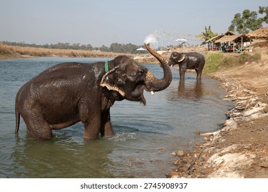 Two elephants bathing in the river