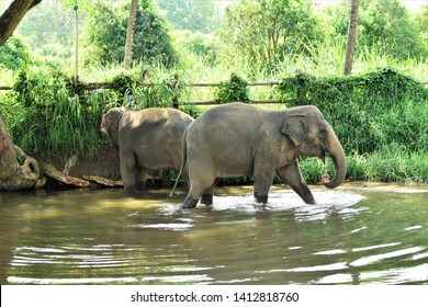 two elephants are drinking water in small pond.