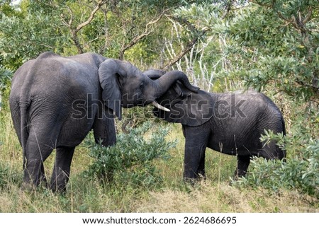 Two elephants engage in a tender interaction, their trunks entwined affectionately among the trees. This touching moment highlights social bonding and communication in elephant herds.
