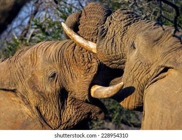 Two Elephants Fighting